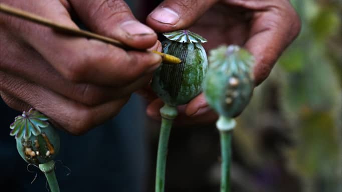 ميانمار أكبر منتج للأفيون في العالم