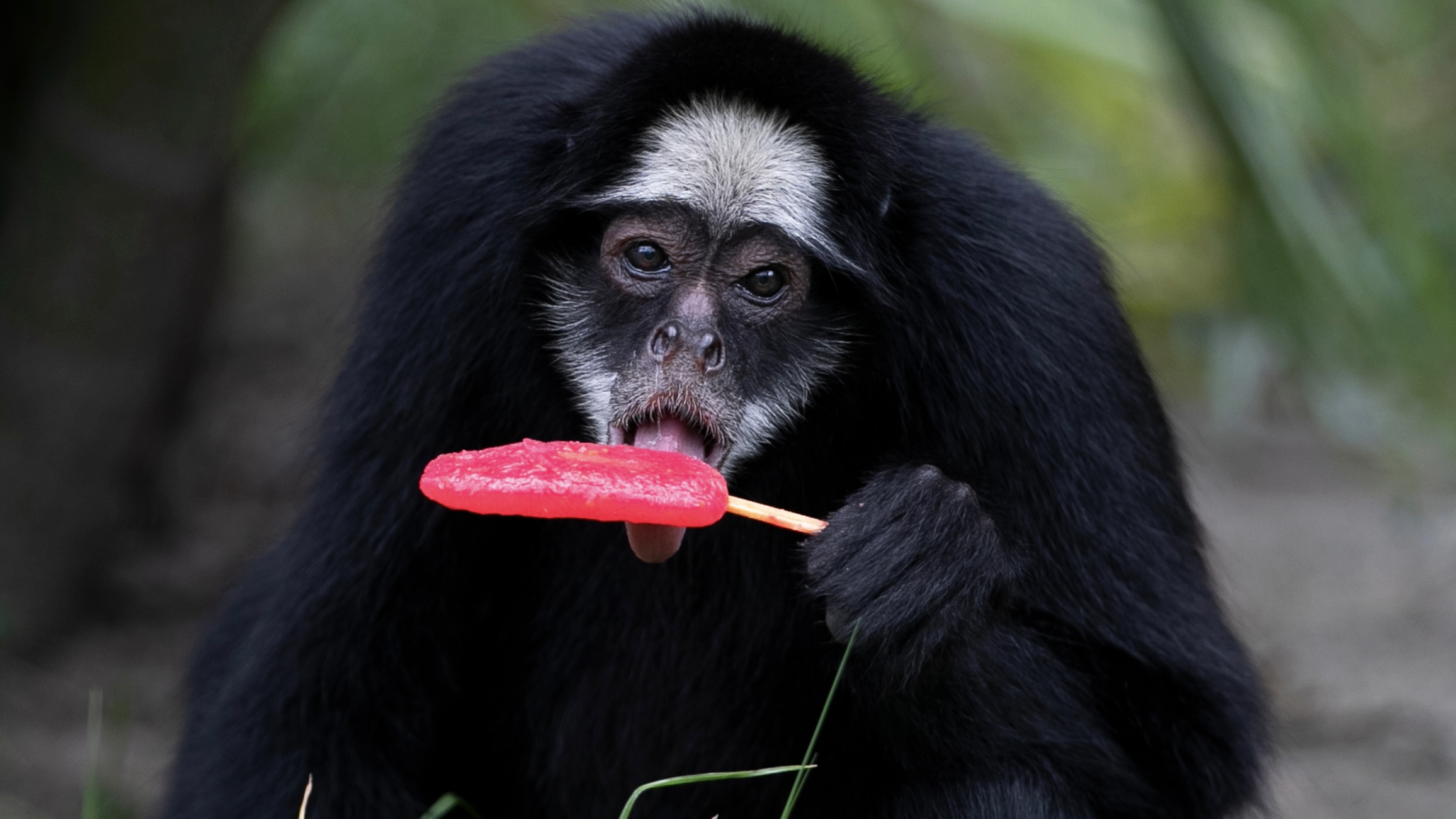 بطيخ مثلّج للقرود.. كيف تواجه "حديقة ريو" موجة الحر الشديد؟