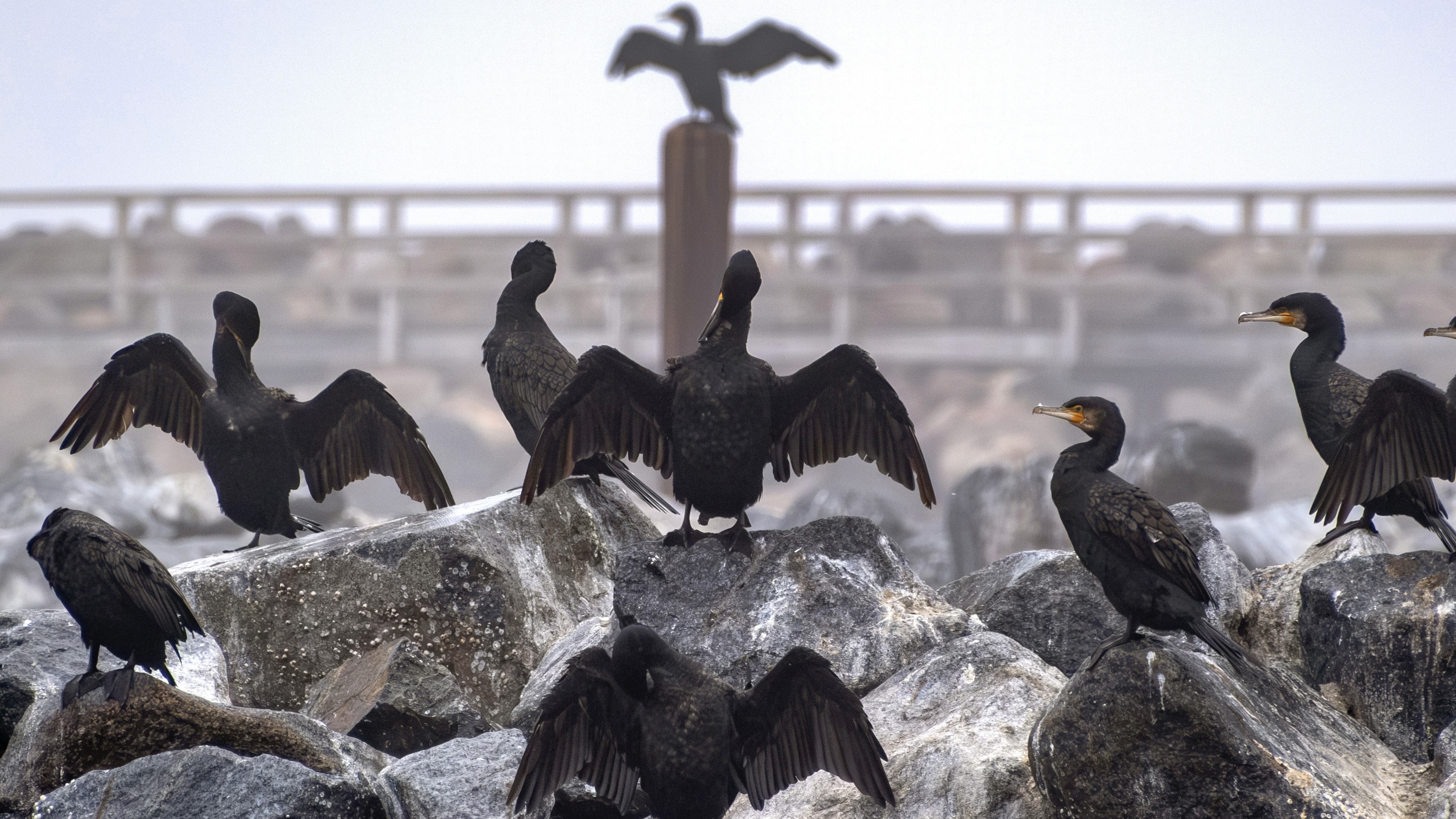 غراب بحر ذكي يطرق باب الطوارئ طلبا للعلاج