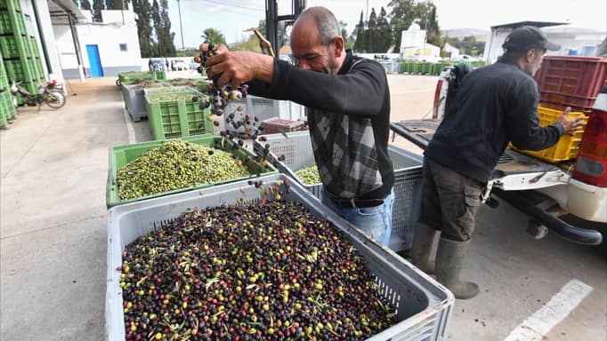 زيتون تونس.. إضراب يهدد الموسم