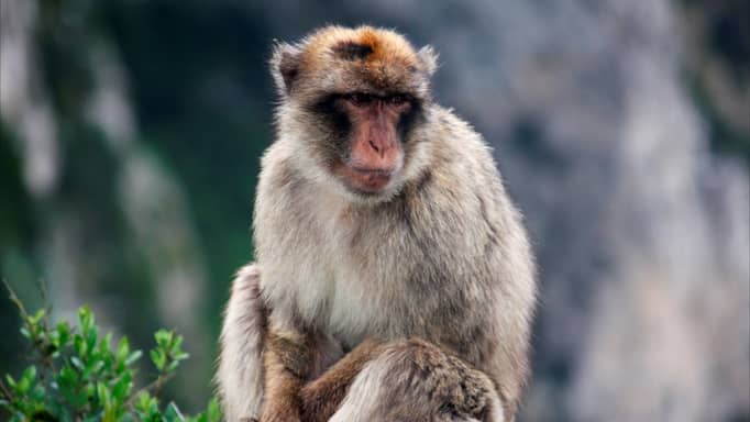 ليس بالوقت فقط.. القردة لن تصبح "أبدا" شكسبير