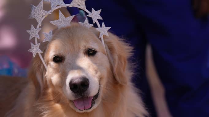 بمساعدة ChatGPT وجيميناي.. أسترالي ينقذ كلبه من "سرطان مميت"