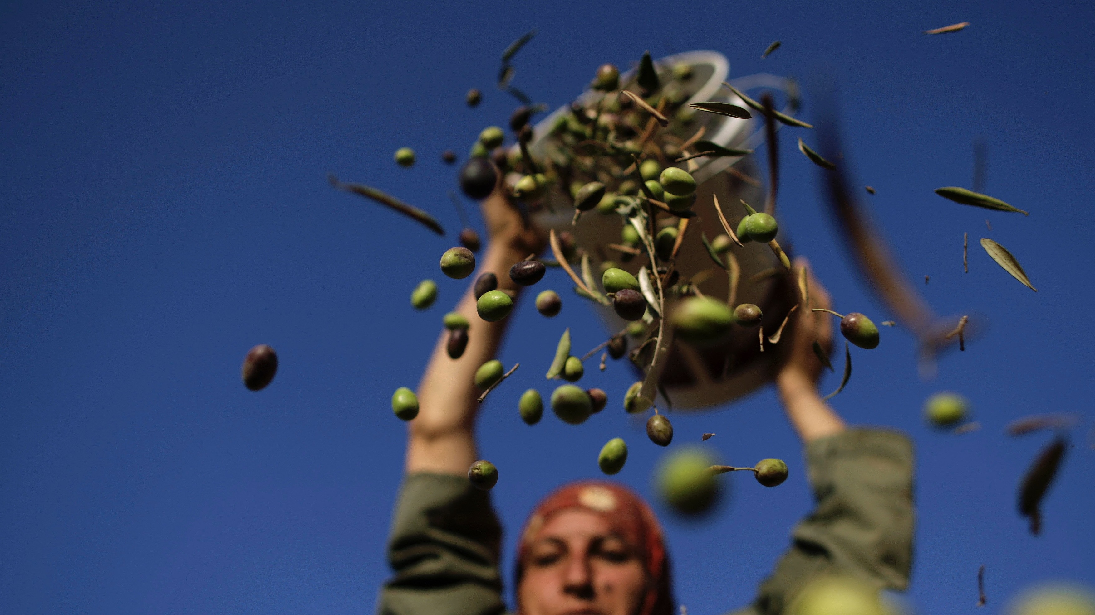زيادة قياسية في إنتاج زيت الزيتون بتونس