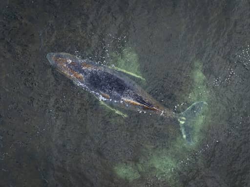 هل ينجو أم ينفق؟.. استمرار محاولات تعويم "أشهر حوت" في ألمانيا