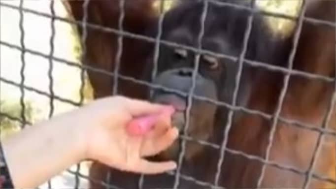 المقاتلة والقرد.. دخان الغضب في MMA