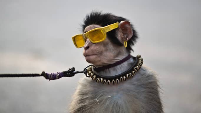 رئتان على "شريحة".. هل اقتربت نهاية استخدام الحيوانات في الطب؟