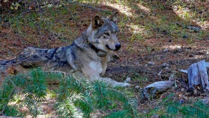 قطيع ذئاب يقتل 9 أشخاص خلال 45 يوما في الهند