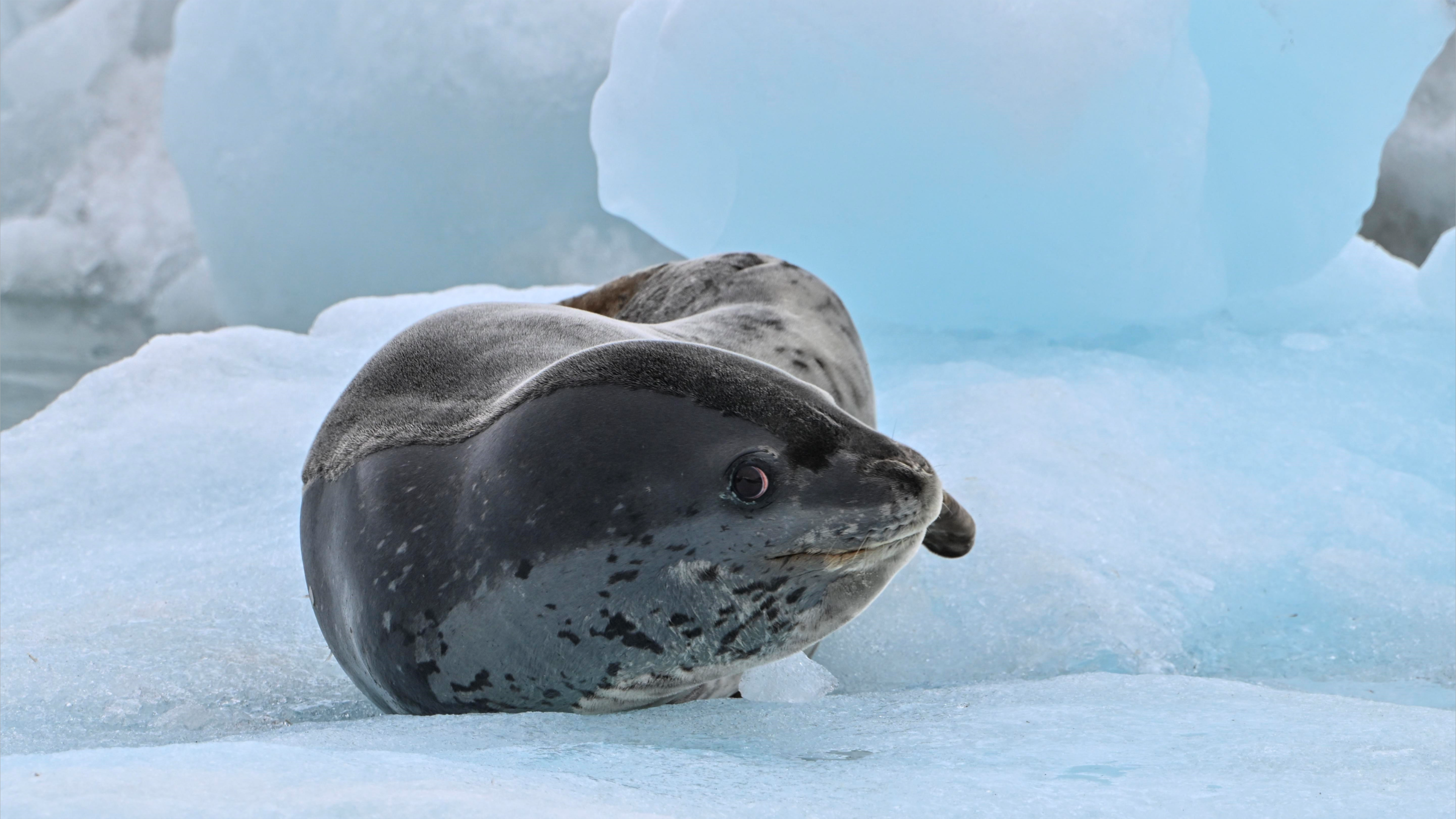 عندليب القارة القطبية.. ينافس البيتلز وموزارت