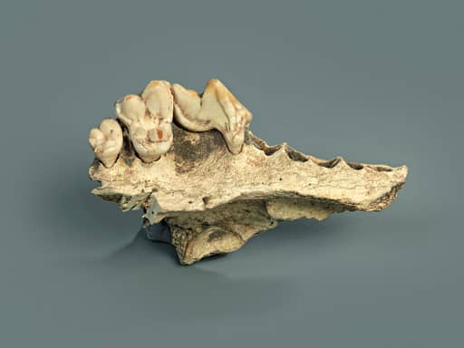 الفك العلوي لكلب رافق البشر قبل ١٤ ألف عام في سويسرا. رويترز