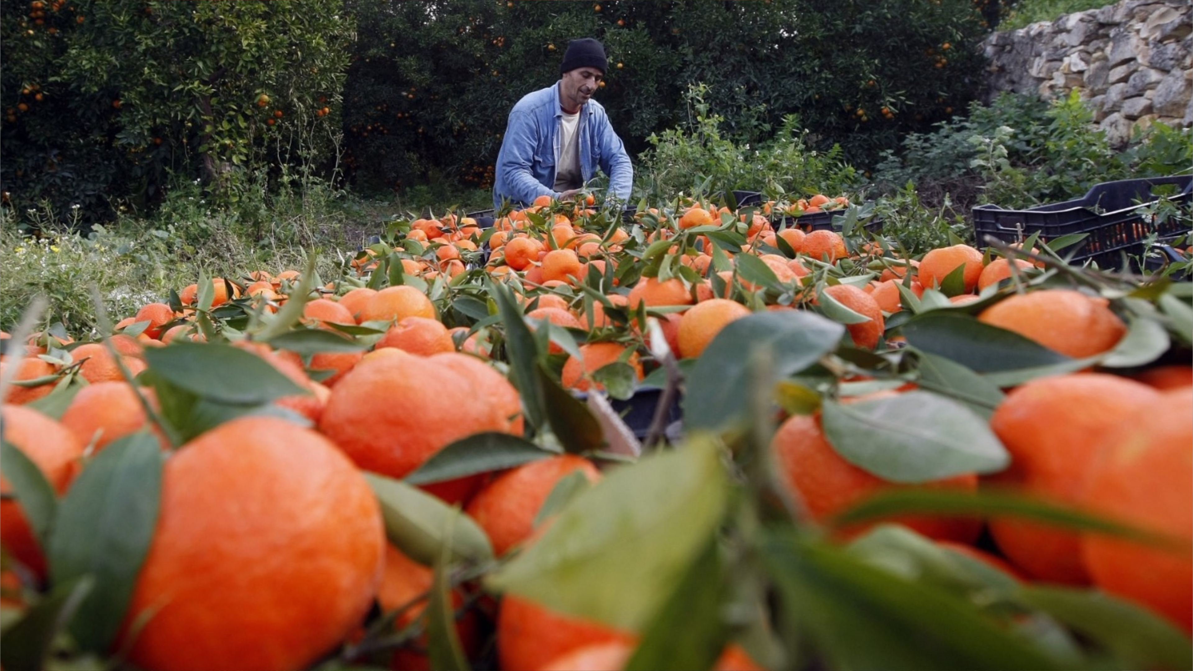 مسؤول لبناني لبلينكس: إبادة بيئية.. الغليفوسات الإسرائيلي 30 ضعفا
