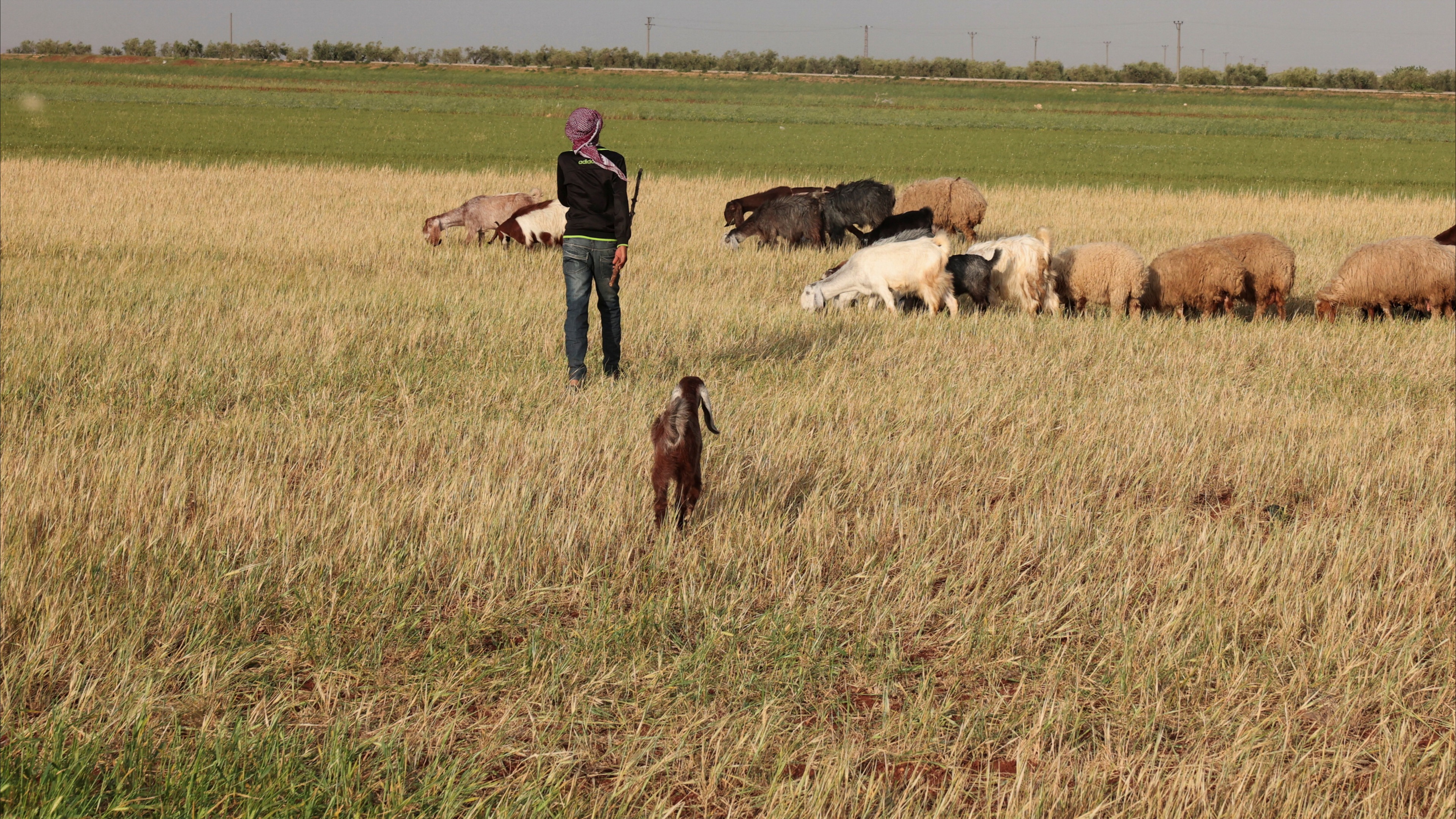 نقص القمح يهدد 16 مليون سوري.. جفاف يشتد وعقوبات تطيل الأزمة