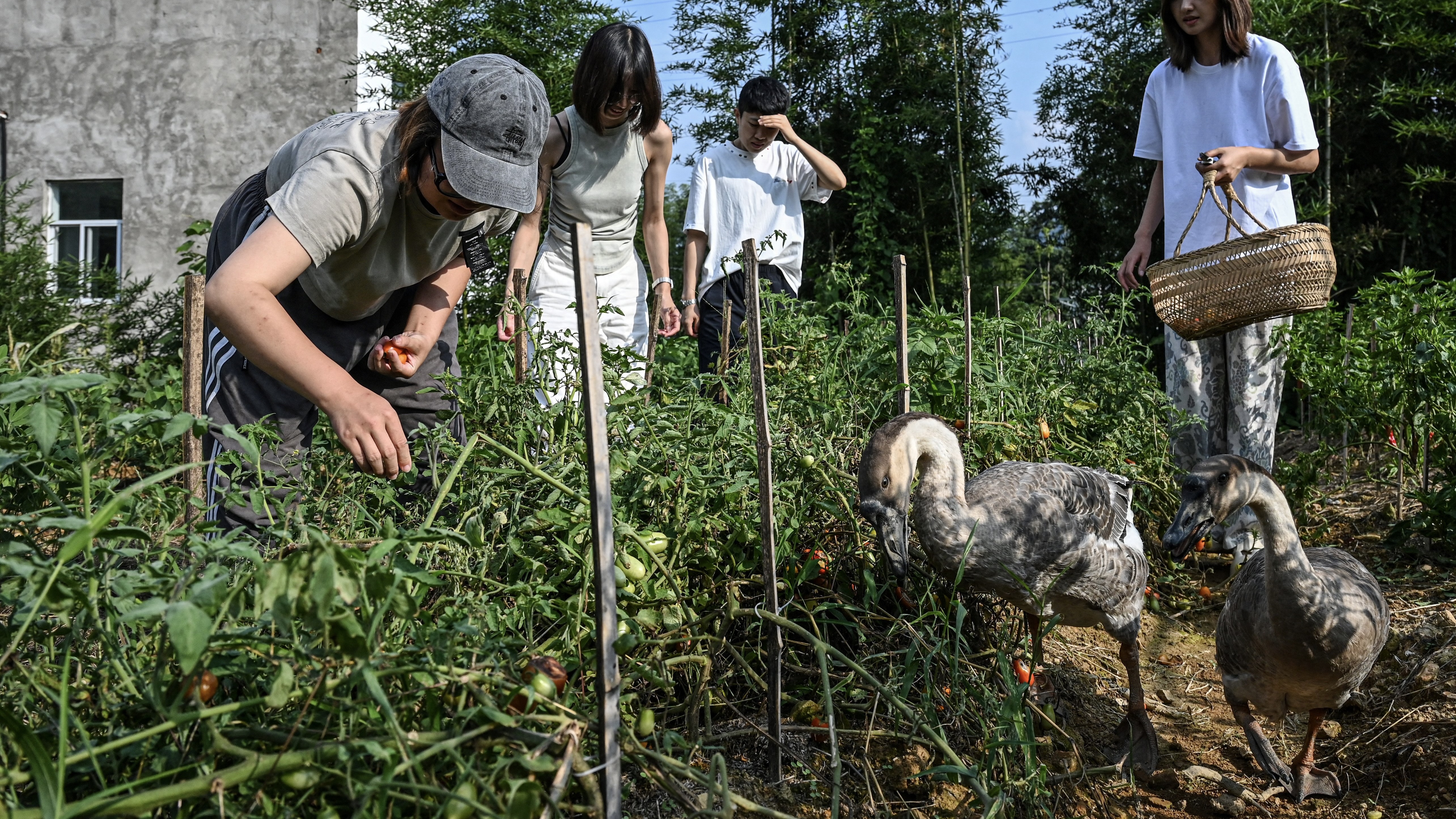 صينيات يهربن من الرجال إلى "عالم كيكي الخيالي"