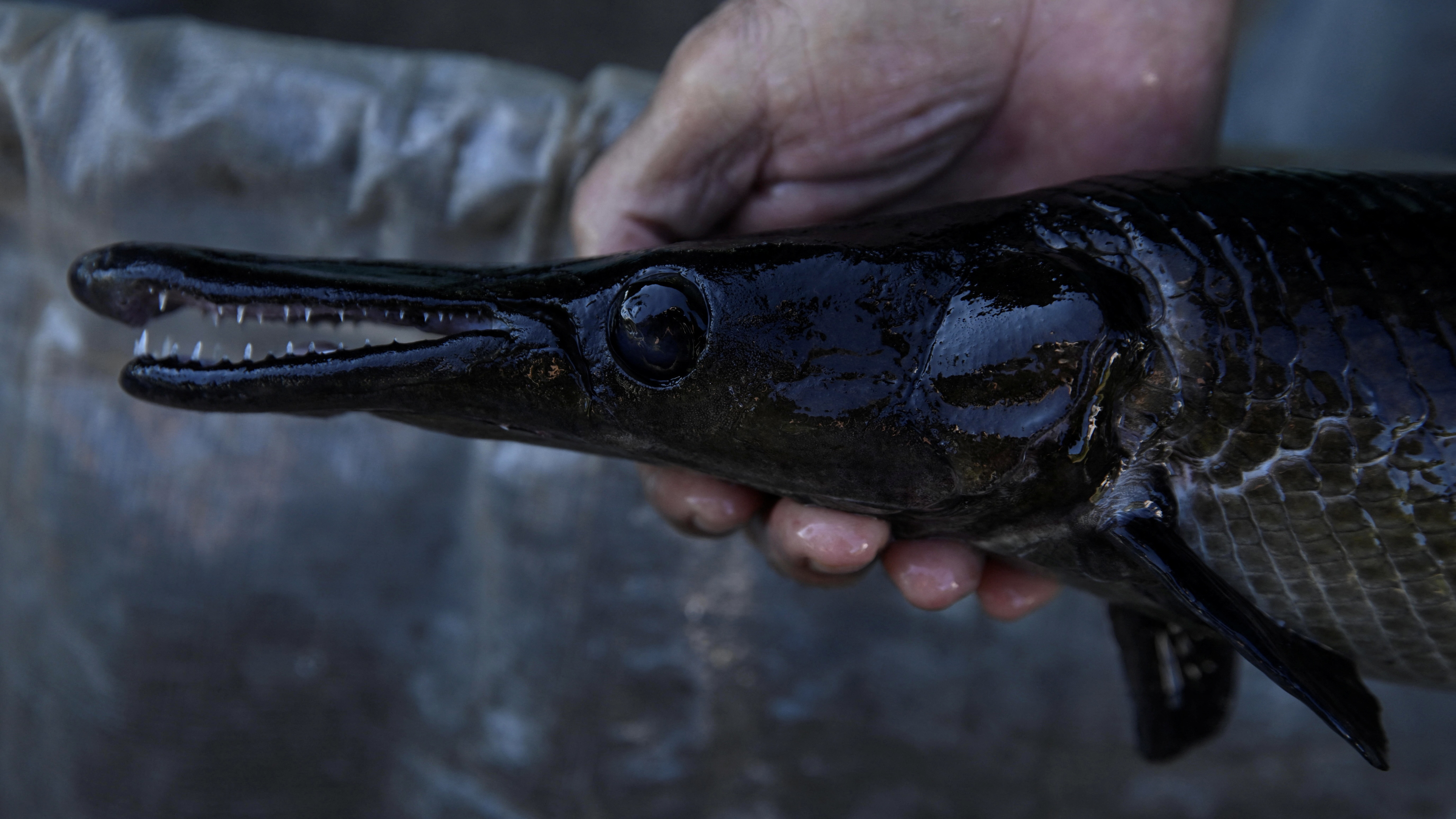 مهمة خاصة في الأدغال لإنقاذ سمكة عمرها 150 مليون عام