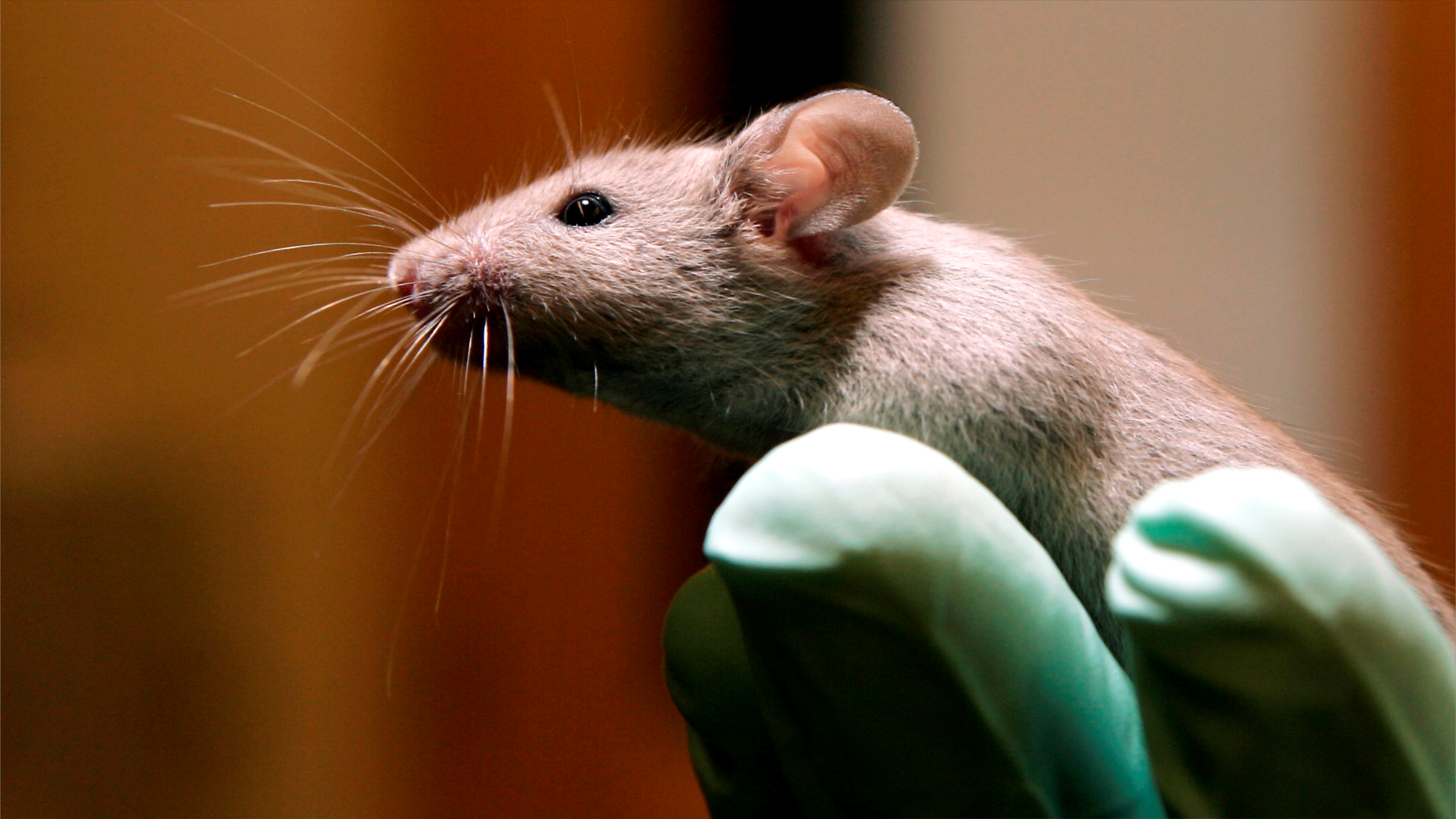 تنفّس اصطناعي على يد فأر.. اكتشاف يذهل العلماء