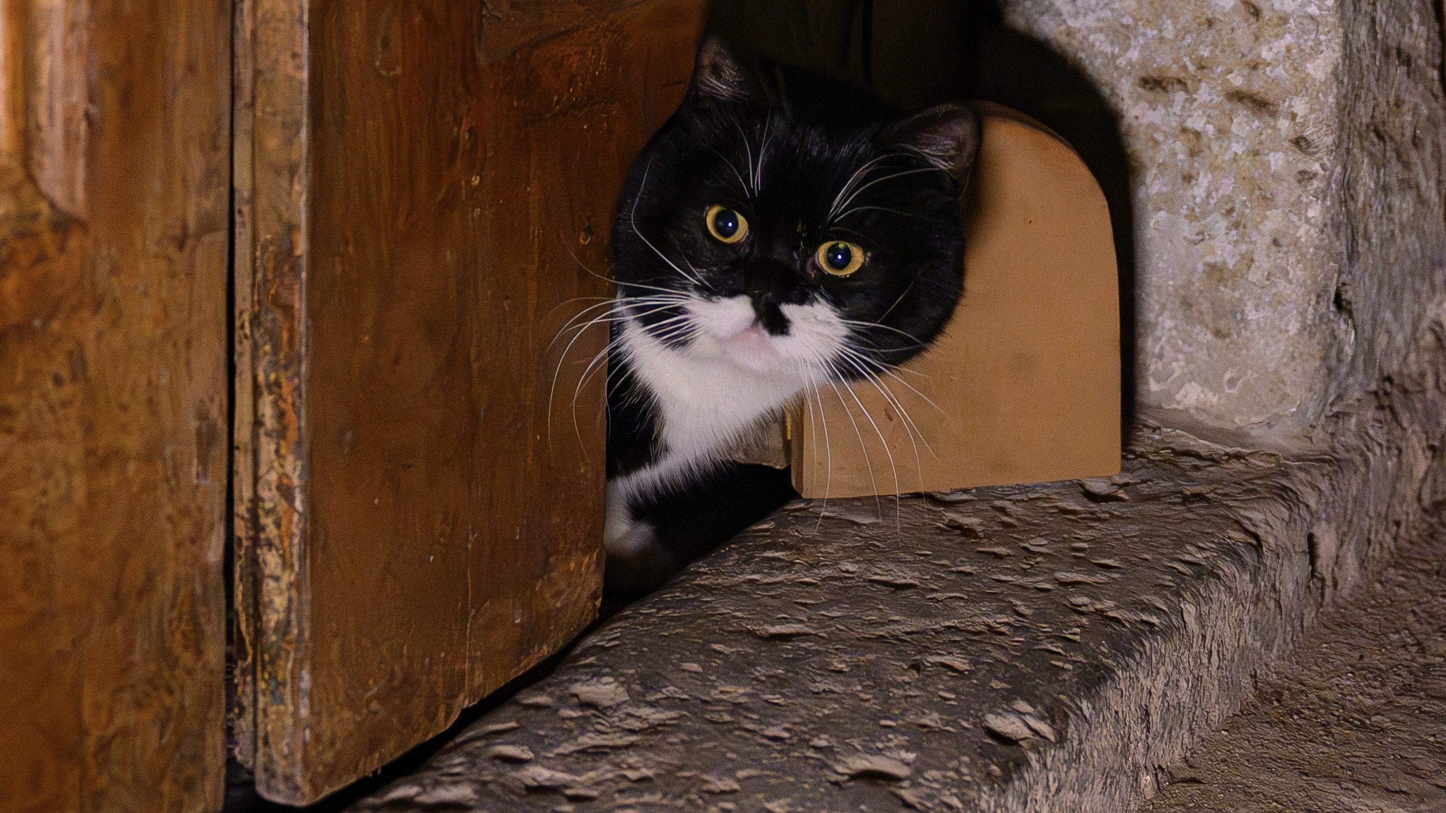 إمبراطورية الفراء.. هكذا أصبحت إسطنبول فندق 5 نجوم لقططها