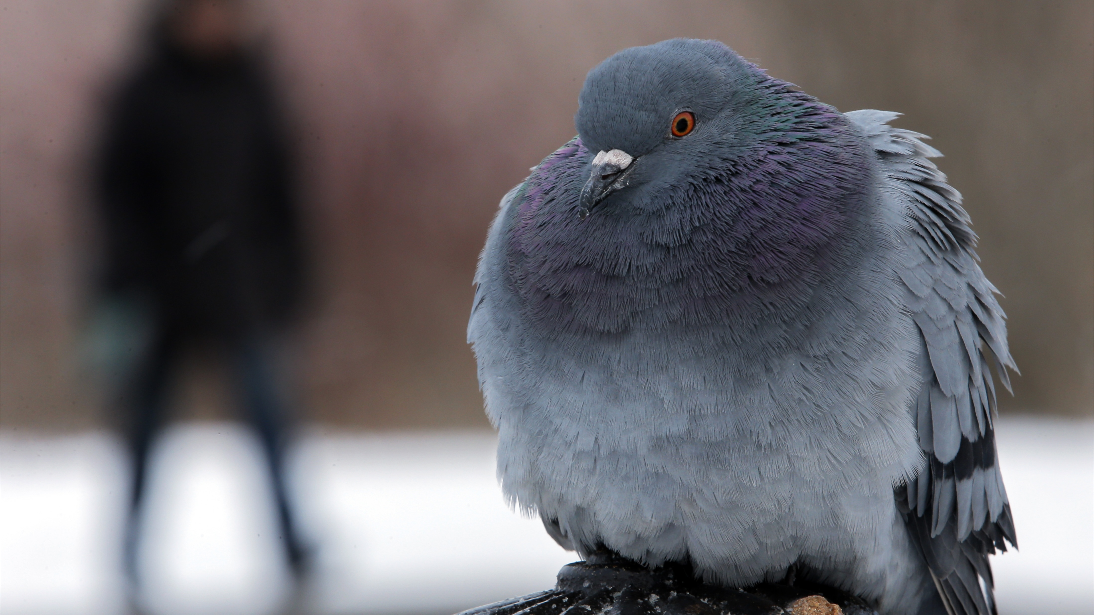 من حمام السلام إلى حمام التجسس.. رقائق روسية تتحكم بالطيور