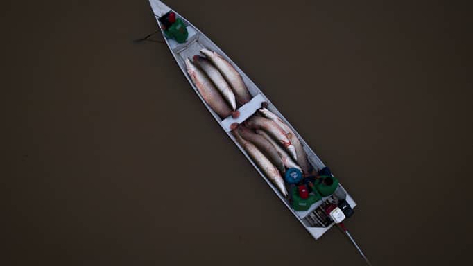 وحش بحيرة فيكتوريا.. هكذا دمرت الأسماك الضخمة بيئة الأنهار