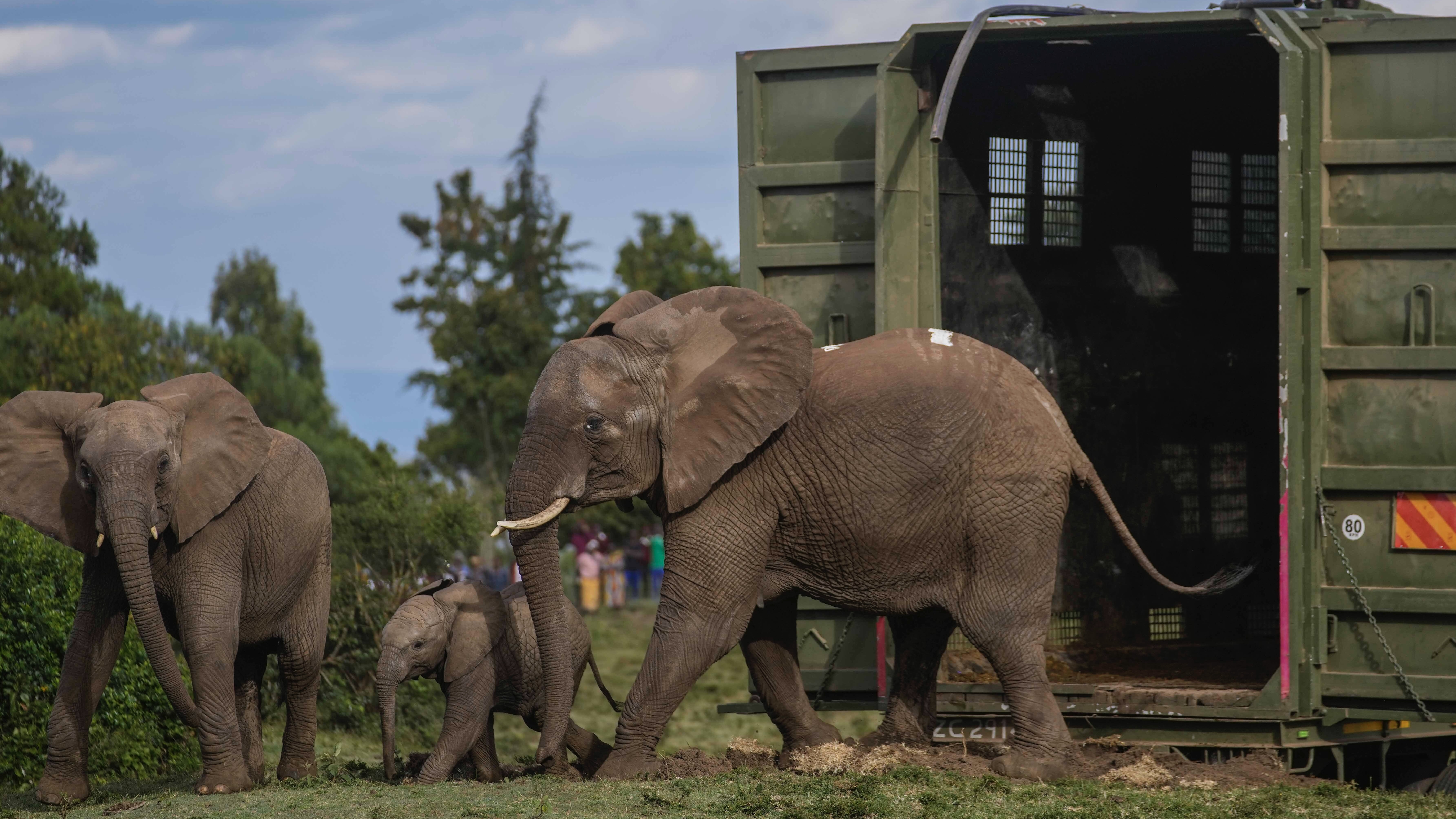 مقتل 7 أفيال هندية في حادث تصادم مع قطار