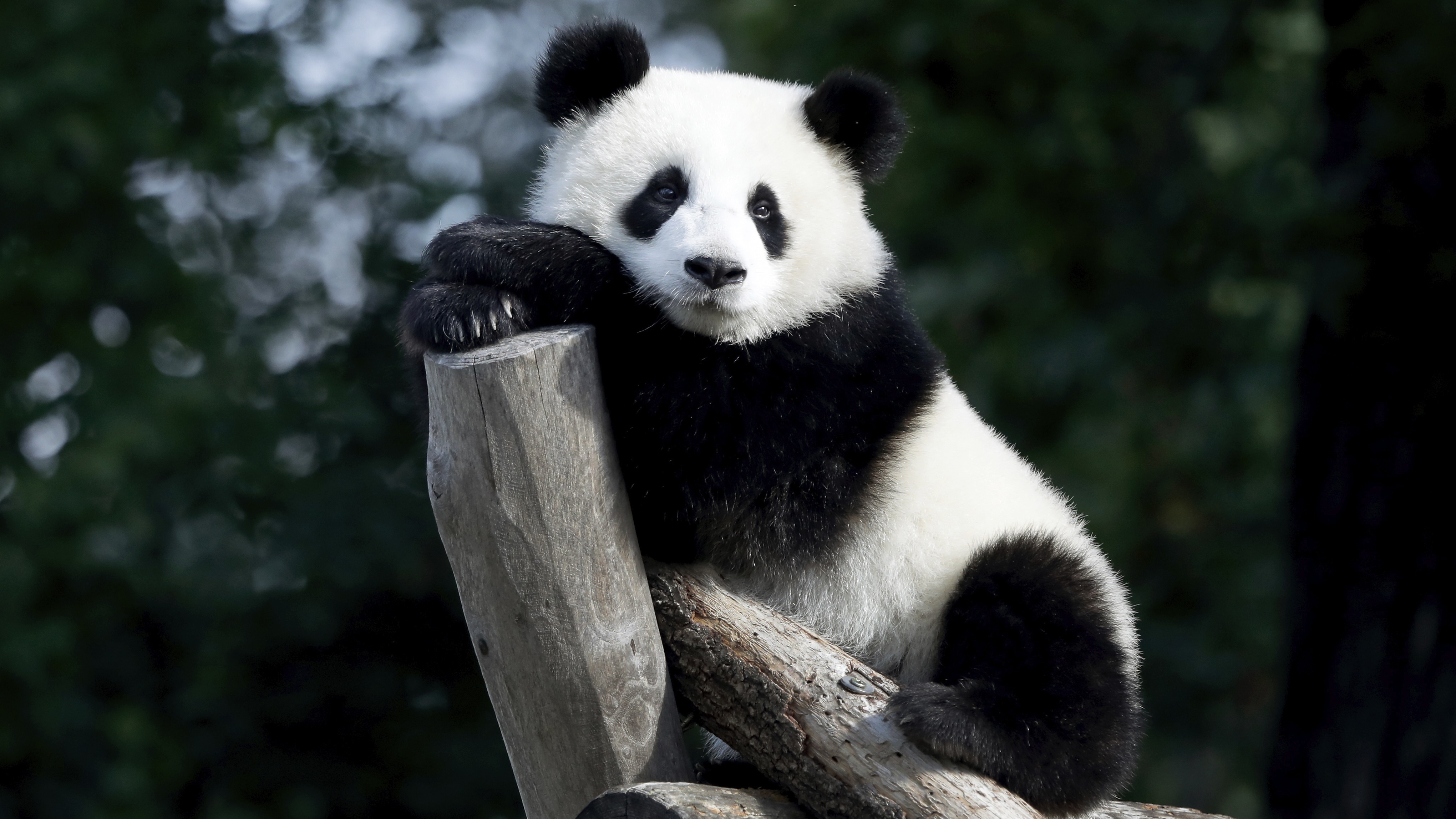 دقيقة لكل زائر.. طوابير يابانية لتوديع آخر أزواج الباندا