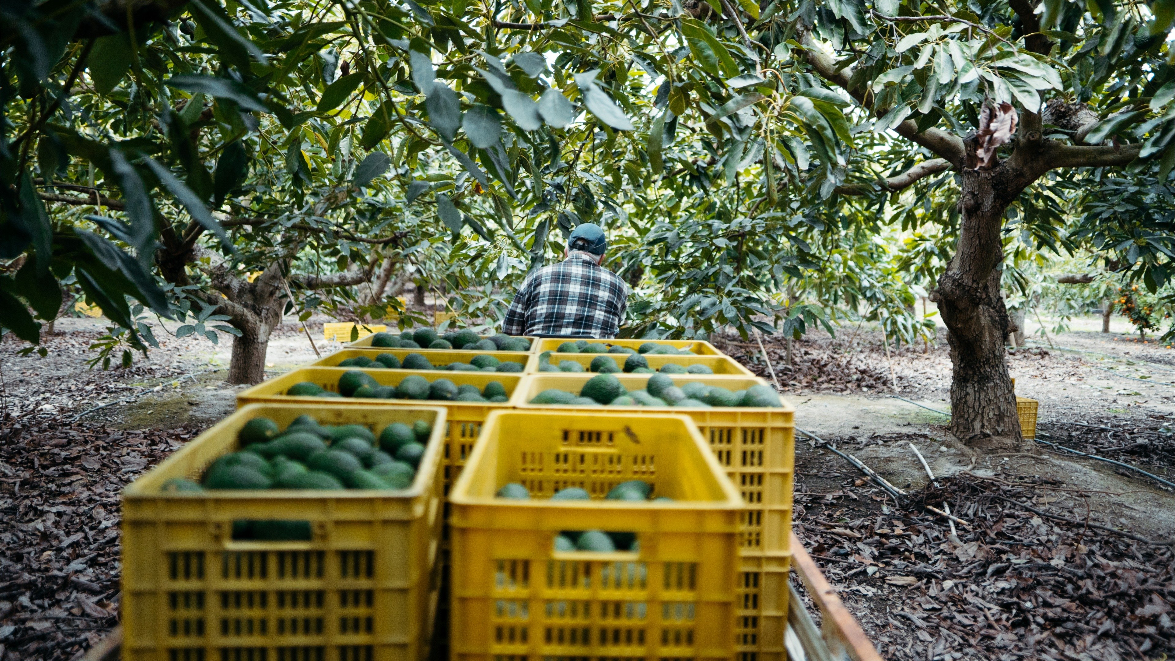 "أفوكادو محاصر" في الضفة.. لماذا تمنعه إسرائيل؟