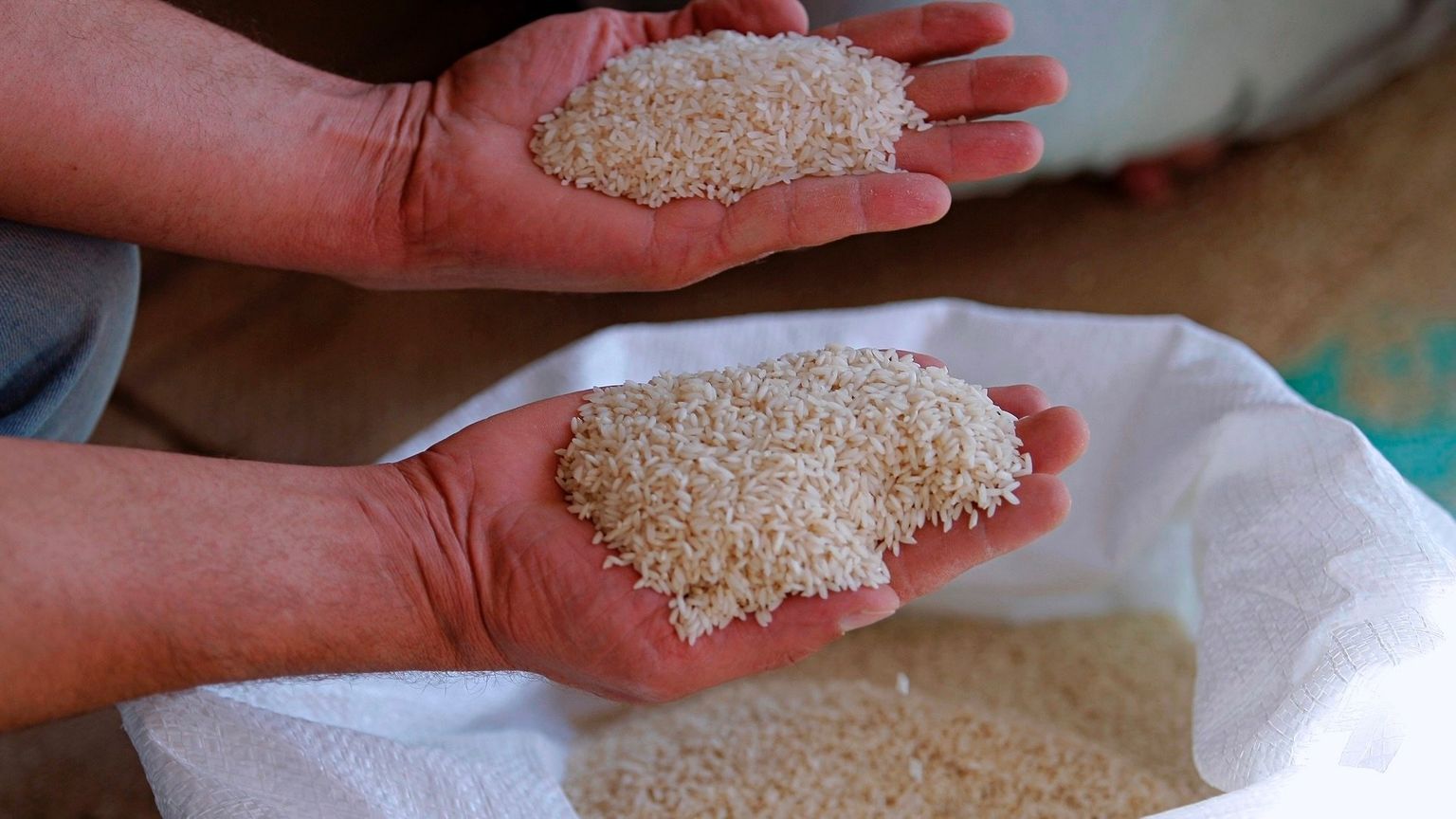 زراعة الأرز تعود للعراق