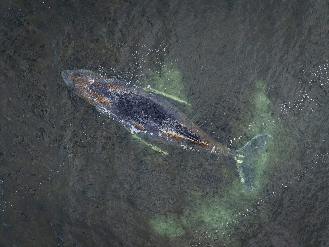 هل ينجو أم ينفق؟.. استمرار محاولات تعويم "أشهر حوت" في ألمانيا