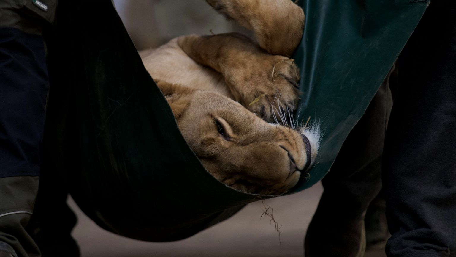 500 ألف إسترليني لـ"أسود أوكرانيا"