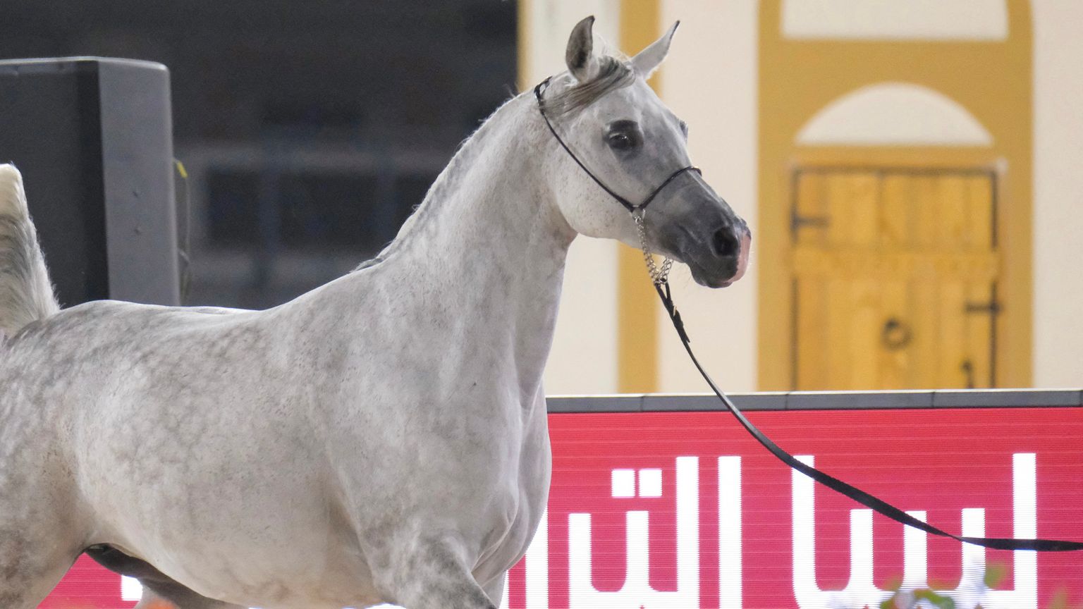 "فاتنة المراعي" تفوز بالتاج.. بنغازي تحتفي بجمال الخيول العربية