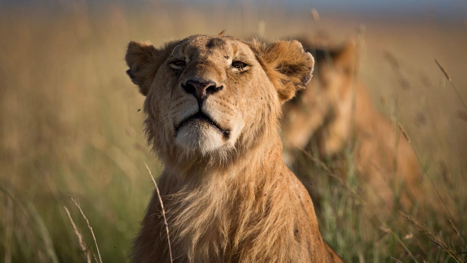 من "موت محقق" إلى "تقاعد ملكي".. نجاة 5 أسود من القتل الرحيم