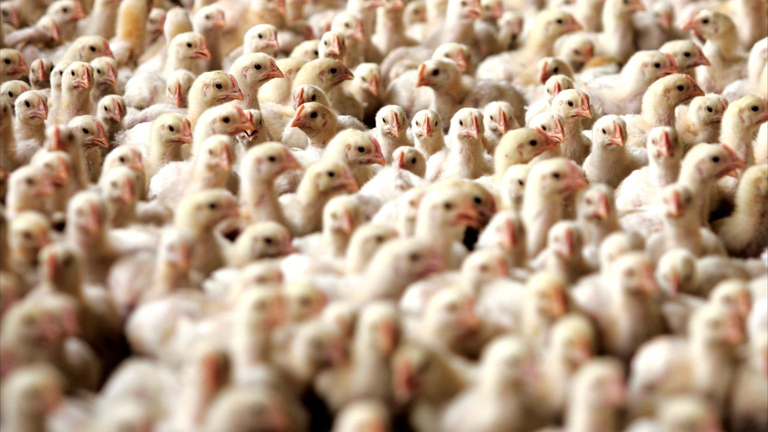 "نيوكاسل" يضرب الدواجن البرازيلية