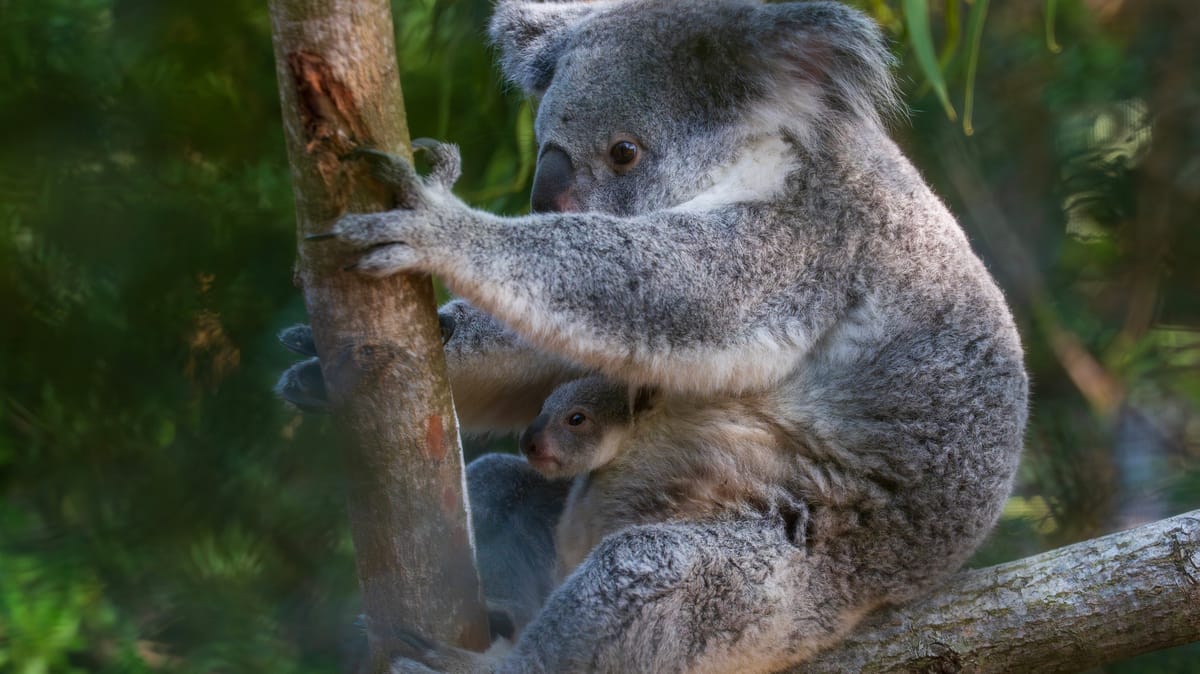 من "جراب" الأم إلى موطن جديد.. فلوريدا تحتفل بأول مولود كوالا