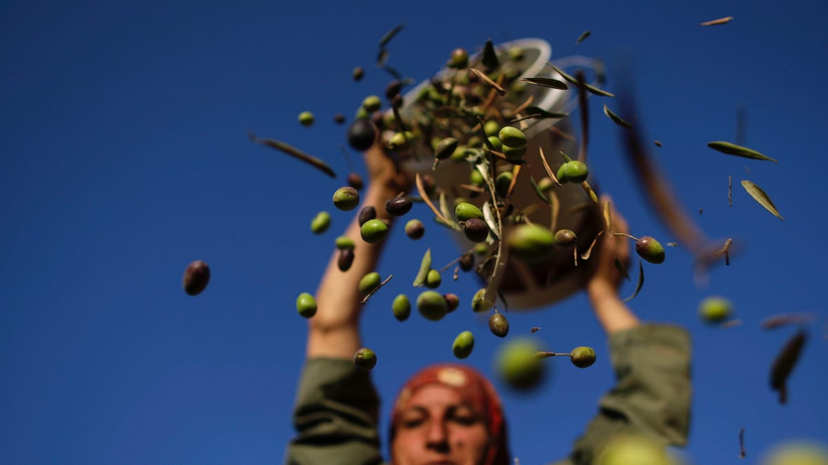 زيادة قياسية في إنتاج زيت الزيتون بتونس