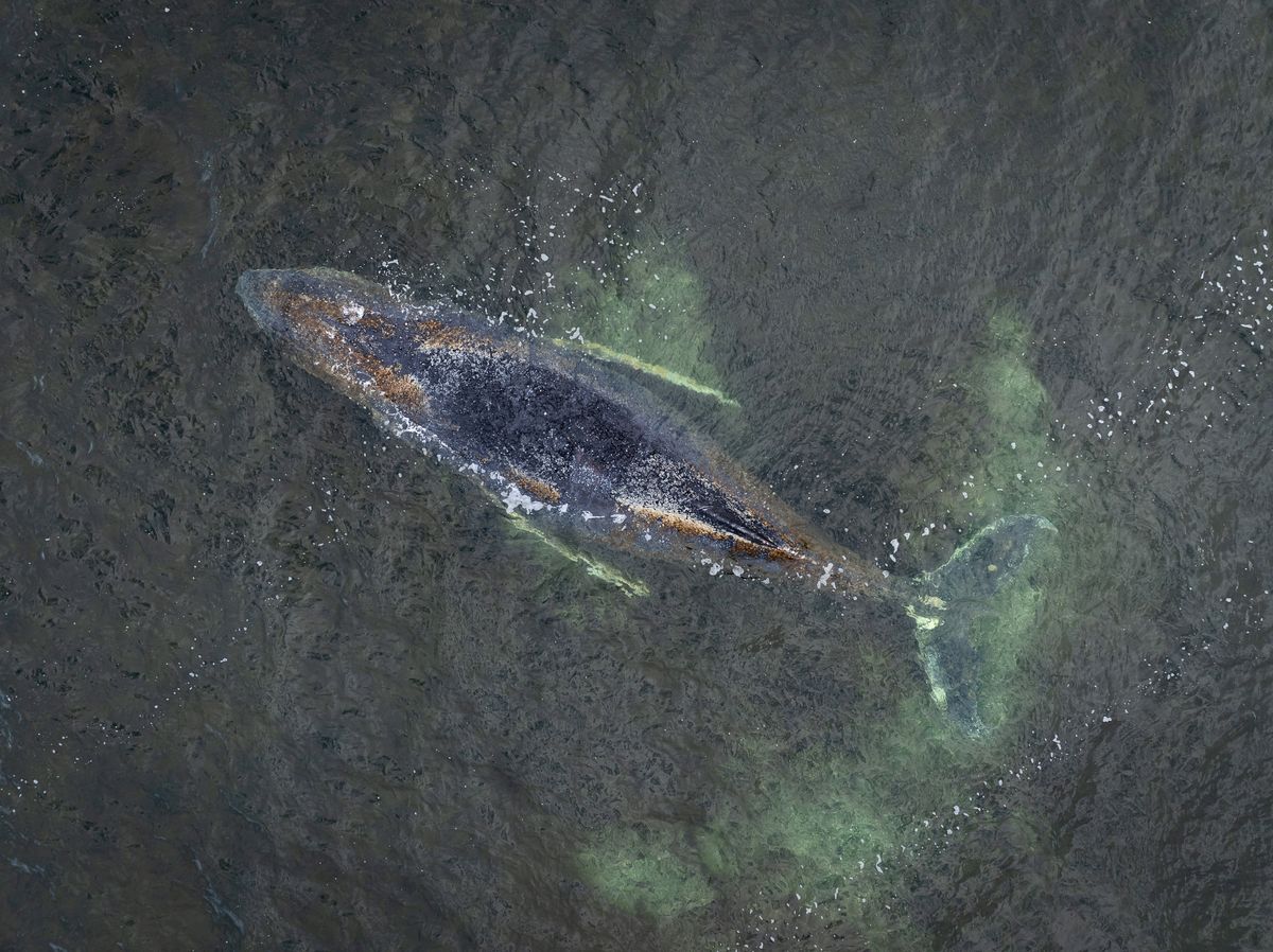 هل ينجو أم ينفق؟.. استمرار محاولات تعويم "أشهر حوت" في ألمانيا
