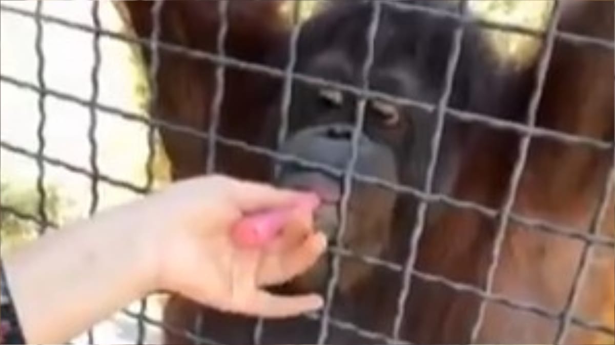 المقاتلة والقرد.. دخان الغضب في MMA