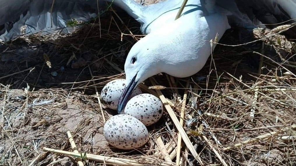 أنفلونزا الطيور تضرب "النورس" بالعراق