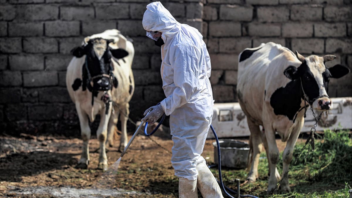العراق يتفادى مرض الحمى النزفية