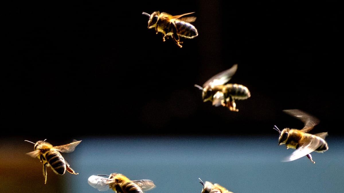 "نحل أوروبا" قد يتوقف عن الطنين قريبا