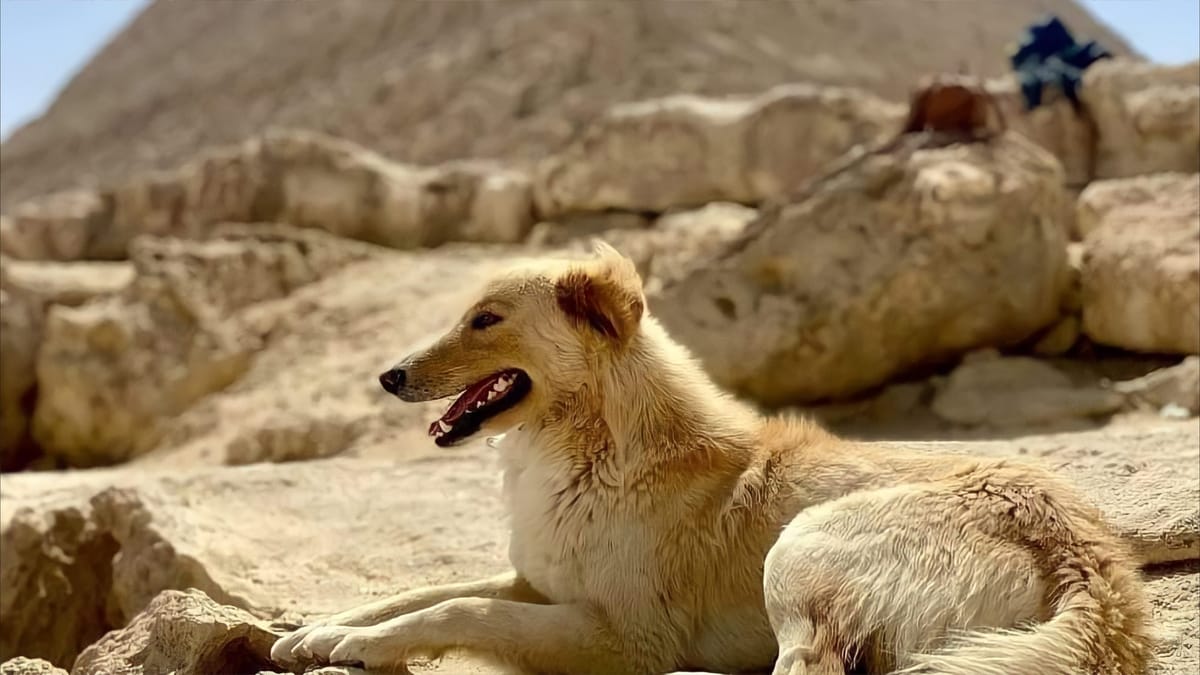 "حفيد أنوبيس".. كلب الأهرامات حديث العالم