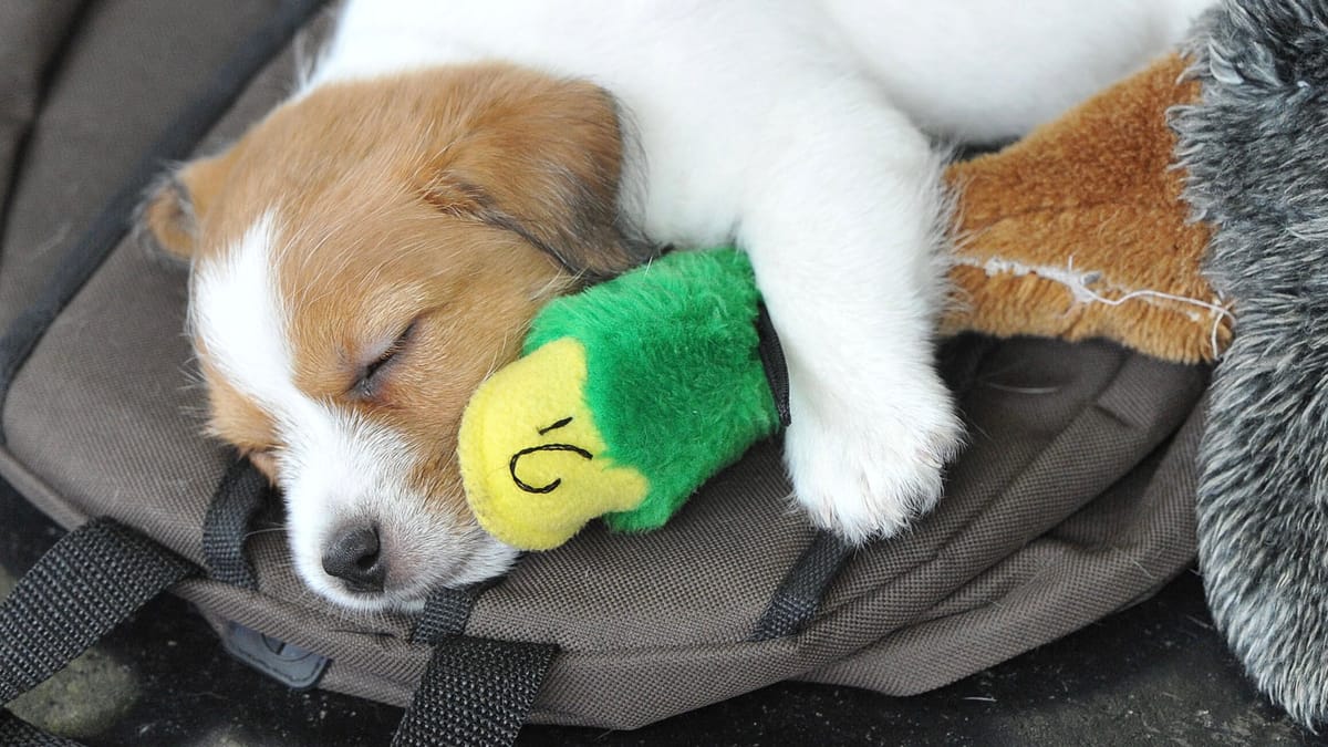 الموسيقى والكلاب.. ما نوع النغمات المناسِبة لحيوانك الأليف؟