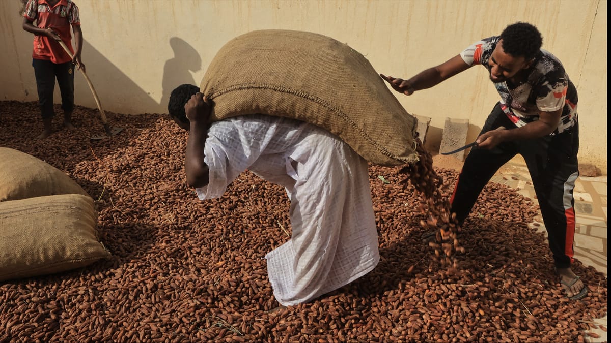 بلح السودان.. دجاجة الاقتصاد التي لن تبيض ذهبا