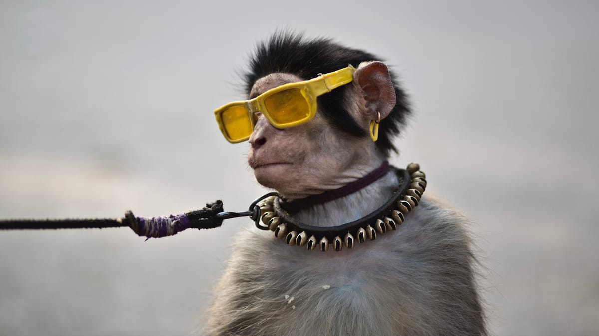 رئتان على "شريحة".. هل اقتربت نهاية استخدام الحيوانات في الطب؟