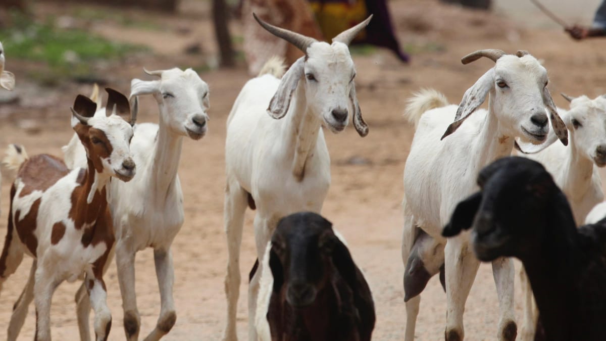 الصين تحظر استيراد حيوانات ليبيا