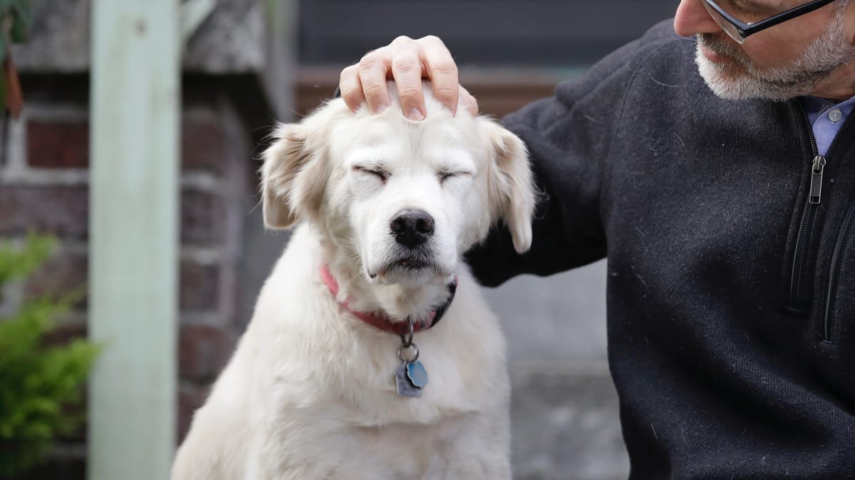 "الصديق الطبي الأفضل".. الكلاب تقود أبحاث علاج السرطان