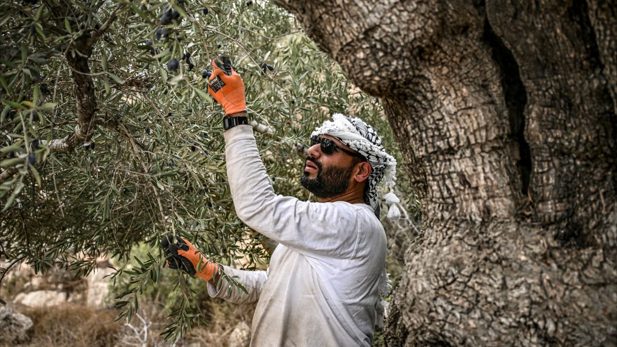 قطف زيتون الضفة.. بحماية الحاخام أريك