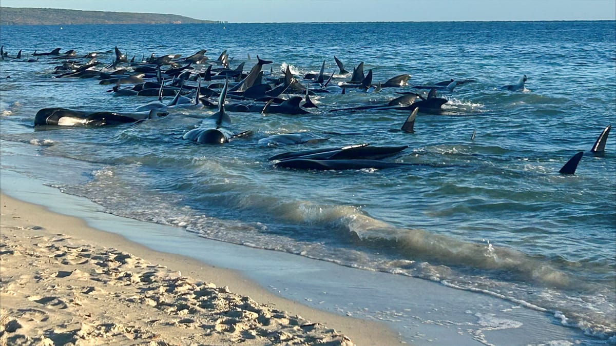 إنقاذ "100 حوت طيار".. لماذا تجنح؟