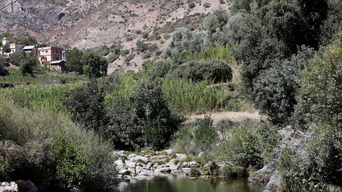 اكتشاف أعشاب طبية "مغربية" عمرها 15 ألف عام