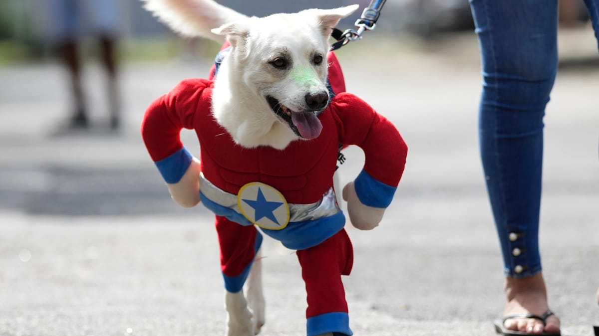 سامبا وأزياء تنكرية.. "كلاب ريو" ترقص طلبا للعدالة