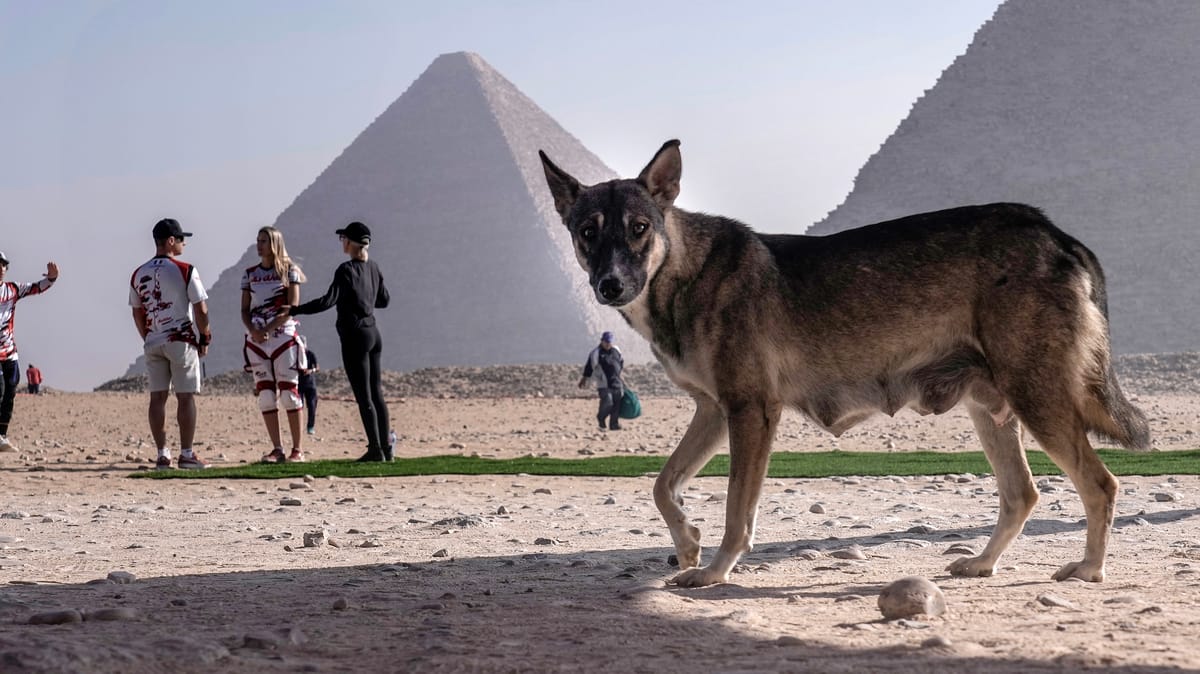 تعقيم لا إبادة.. هكذا تدير مصر أزمة "كلاب الشوارع"