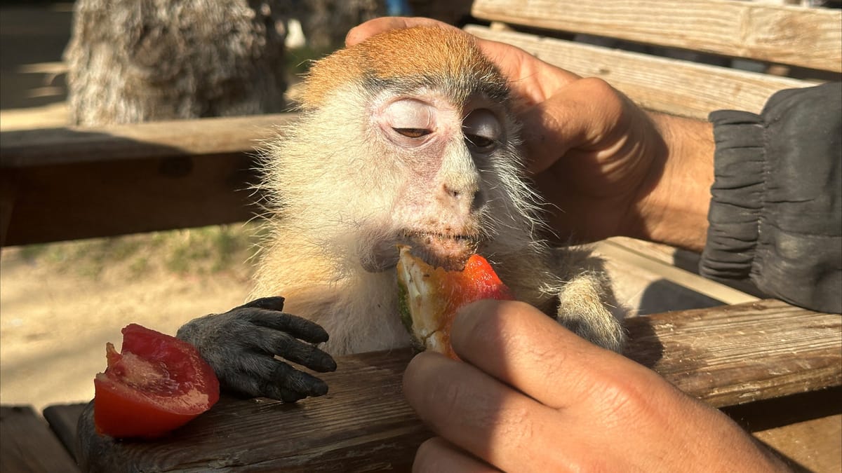 """حديقة حيوان رفح"" تعاني.. القرود تنفق والأسد يأكل خبزا"