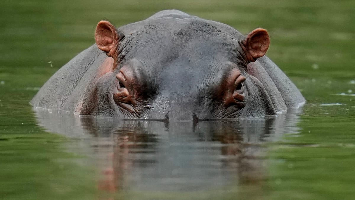 ميراث إسكوبار المزعج.. كولومبيا تقرر إعدام "أفراس النهر المتمردة"